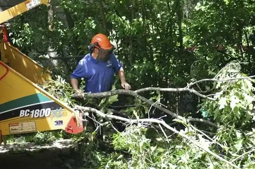 tree services Singac